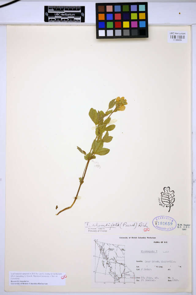 Image of prairie thermopsis