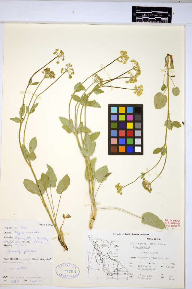 Image of Heart-leaved meadow parsnip