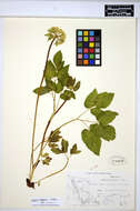 Image of Dawson's Angelica