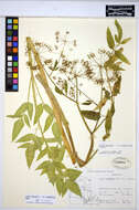 Cicuta maculata L. resmi