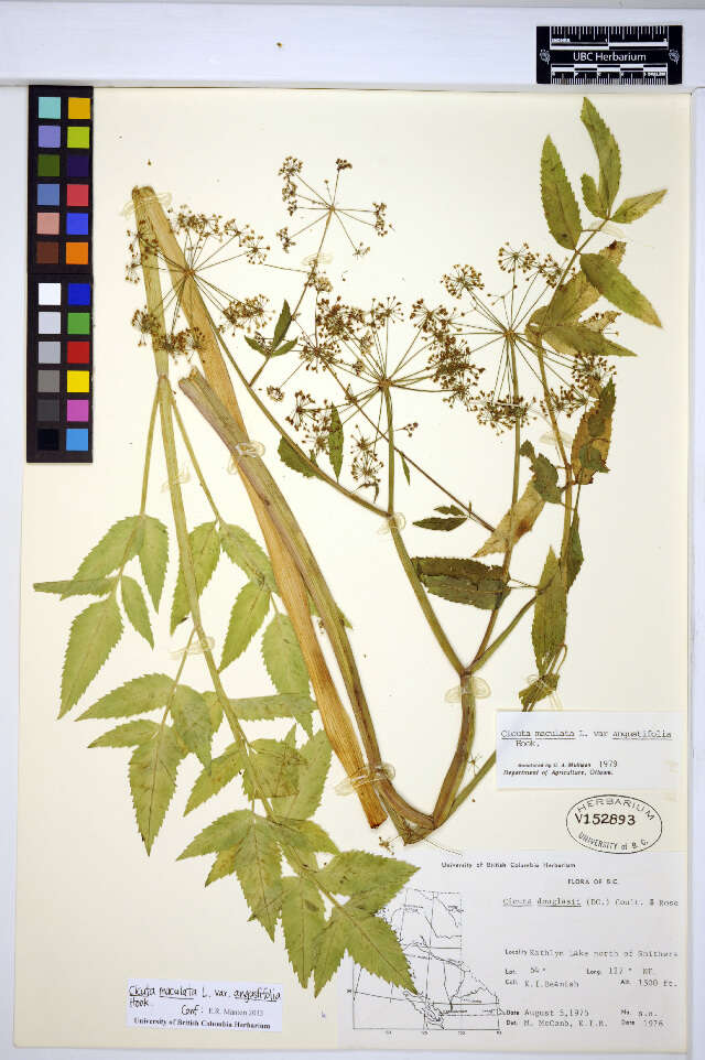 Image of spotted water hemlock