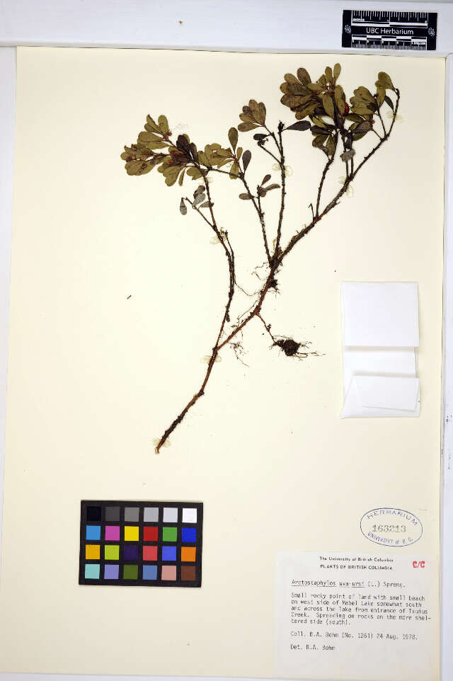 Image of bearberry