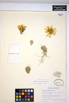صورة Opuntia fragilis (Nutt.) Haw.