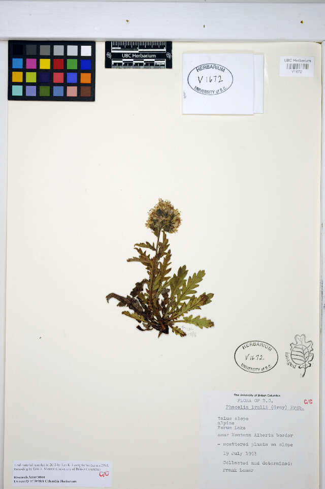 Image de Phacelia lyallii (A. Gray) Rydb.