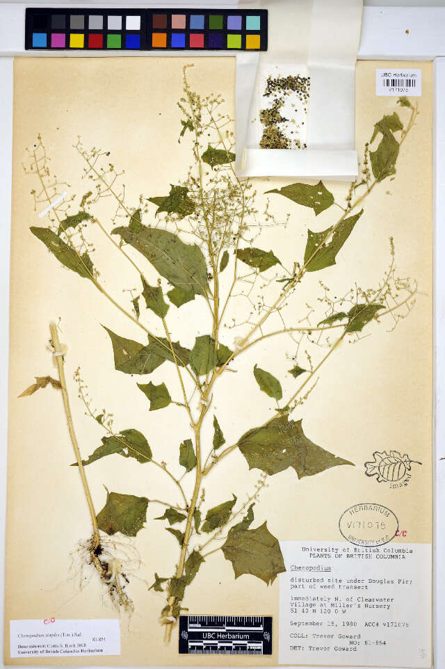 Image of Chenopodium simplex