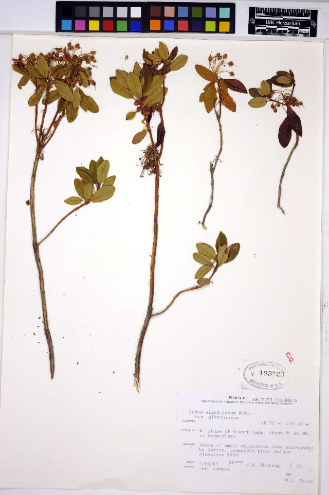 Image of Western Labrador-Tea