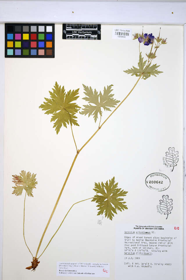 Image of woolly geranium