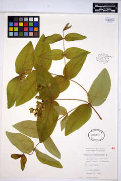 صورة Hypericum androsaemum L.