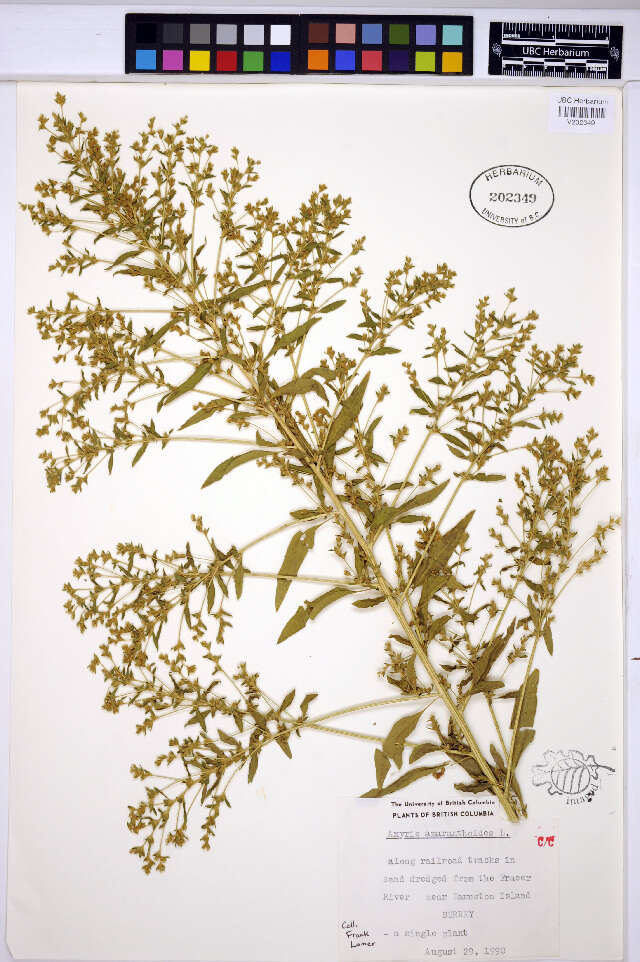 Image of Russian pigweed