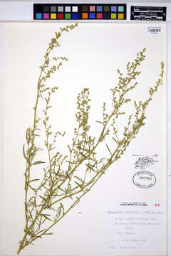 Chenopodium leptophyllum (Moq.) Nutt. ex S. Wats. resmi