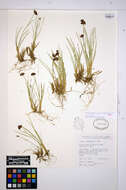 Слика од Juncus falcatus E. Mey.