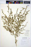 Image of spear saltbush