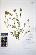 Phacelia ramosissima Dougl. ex Lehm.的圖片