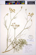 Foeniculum resmi