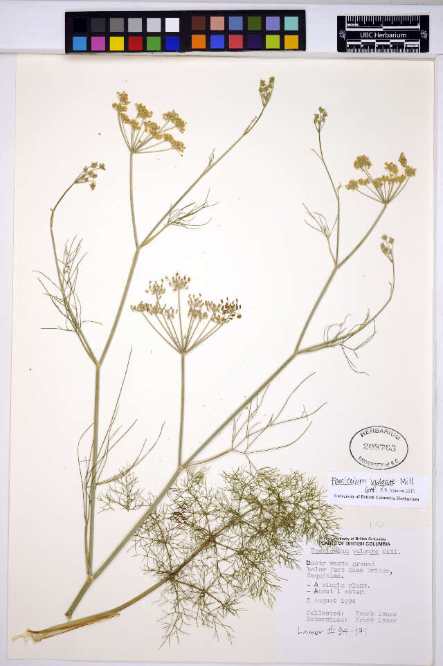 Foeniculum resmi