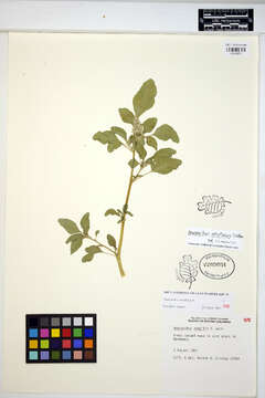 Image of redroot amaranth