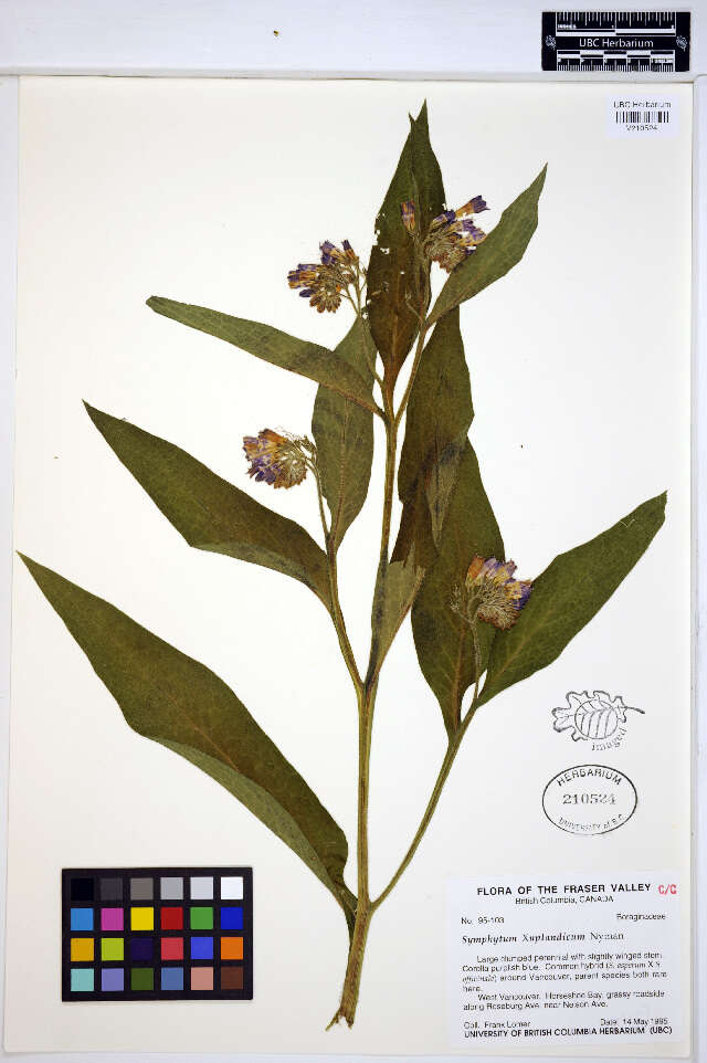 Image of comfrey