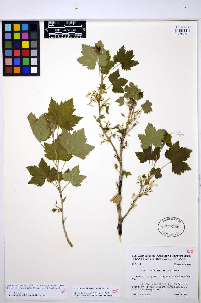 Image of northern black currant