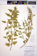 Image of hastate orache,spear-leaved orache