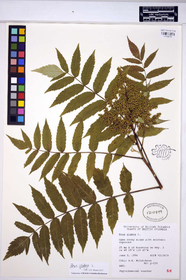 Image of rocky mountain sumac