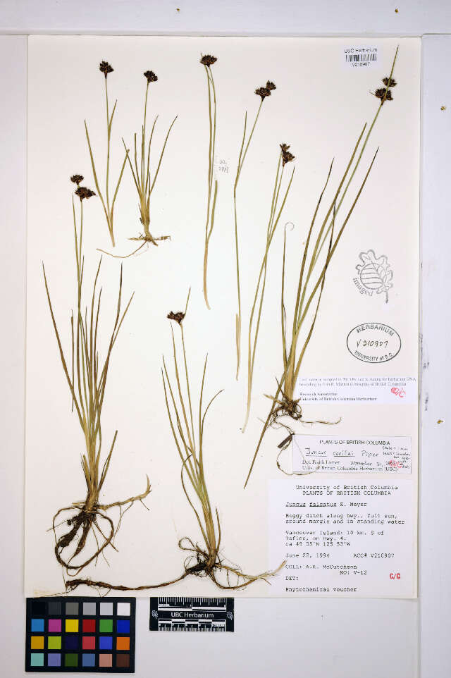 Слика од Juncus falcatus E. Mey.