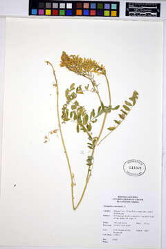 Image of Canadian milkvetch