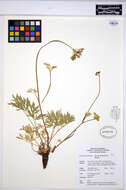 Imagem de Lomatium brandegeei (Coult. & Rose) J. F. Macbr.