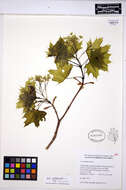 Image of Norway Maple