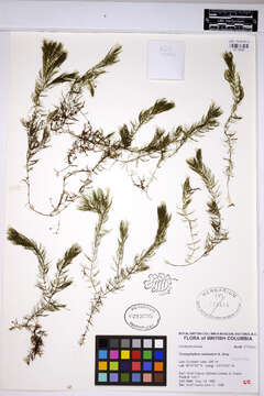 Image de Ceratophyllum echinatum A. Gray