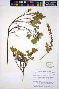 Image of alpine bilberry