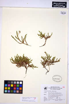 Image of clubmoss cassiope