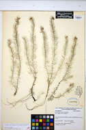 Image of Farwell's Water-Milfoil