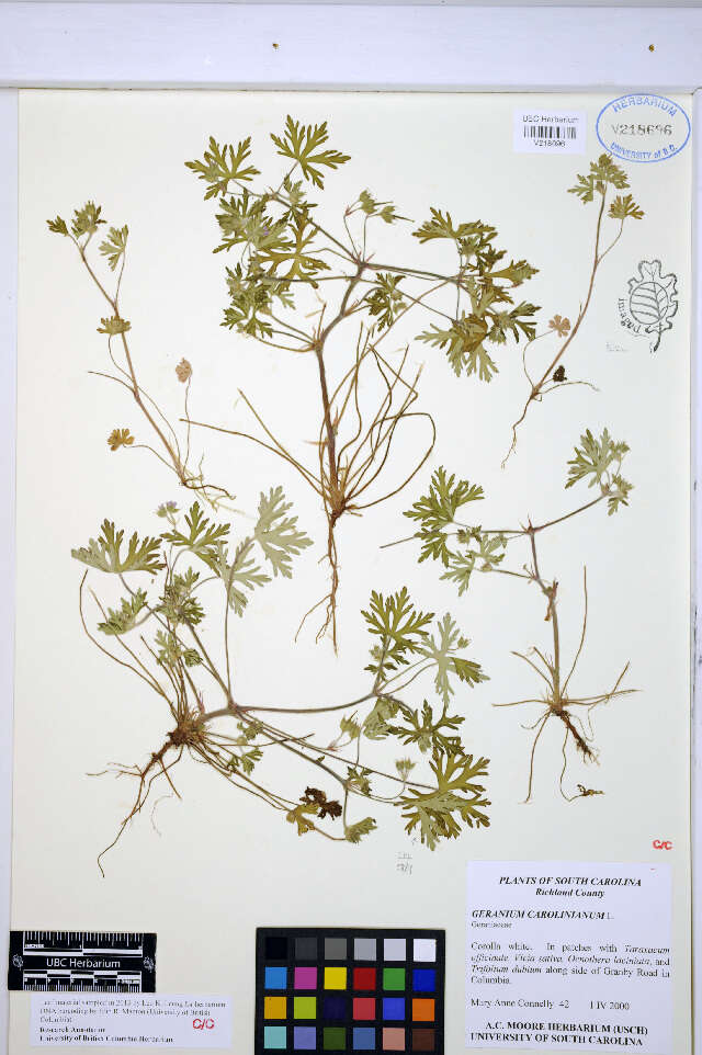 Geranium carolinianum L. resmi