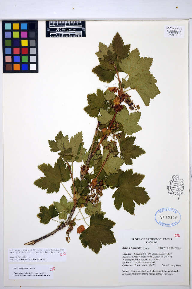 Image de Ribes acerifolium T. J. Howell