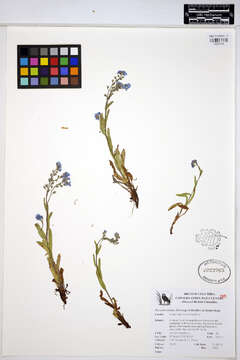 Image of Asian Forget-Me-Not