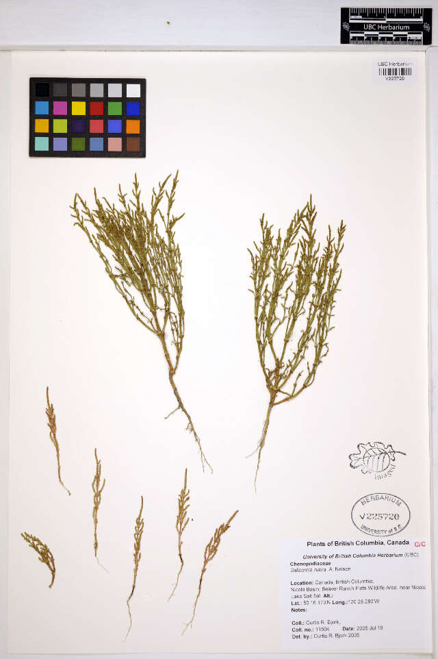 Image of red samphire