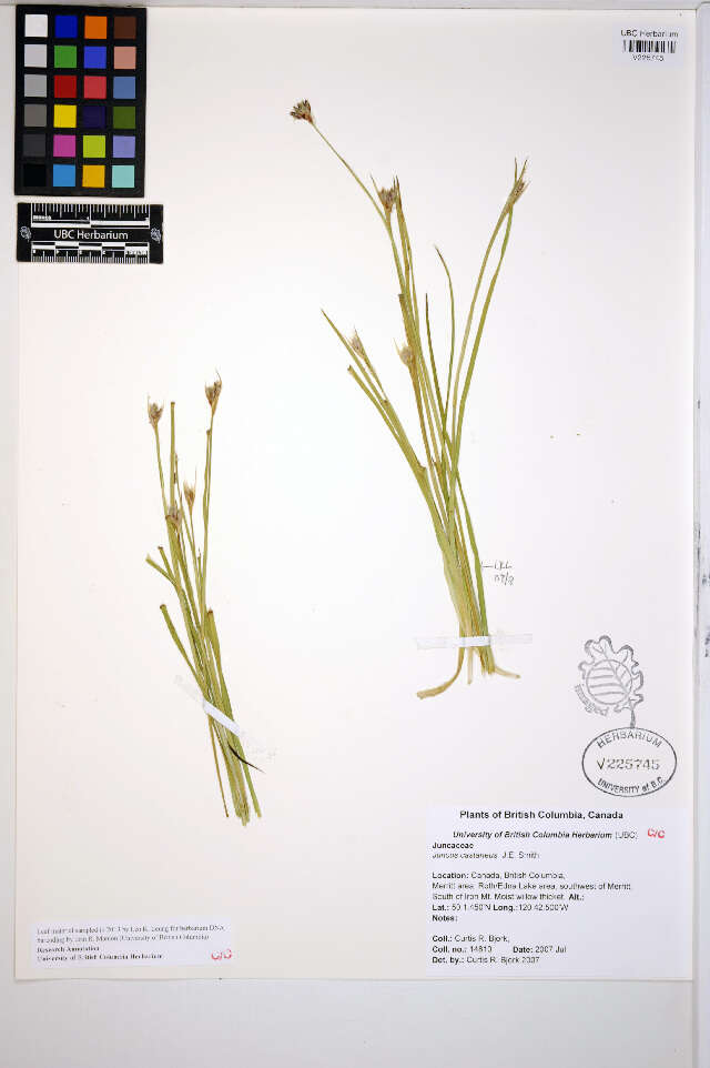 Image of rushes