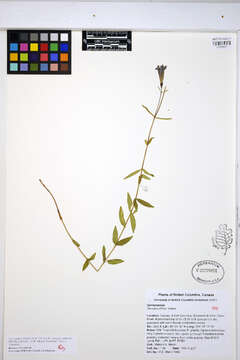 Image of Northern Gentian