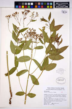 Image of Apocynum floribundum Greene