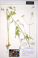 Image of Japanese hedge-parsley