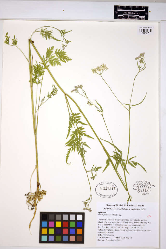 Image of Japanese hedge-parsley