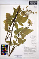 Image of Lyall's angelica