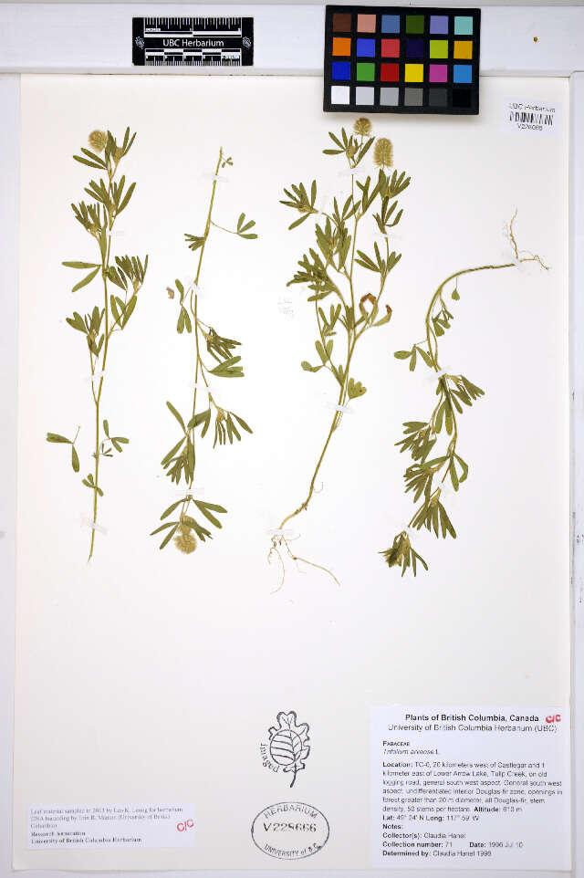 Image of Hare's-foot Clover