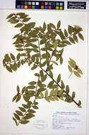 Image of evergreen huckleberry