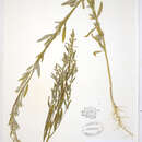 Image of desert goosefoot