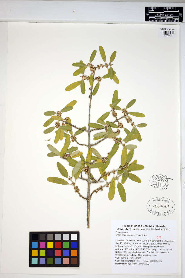 Image of silver buffaloberry