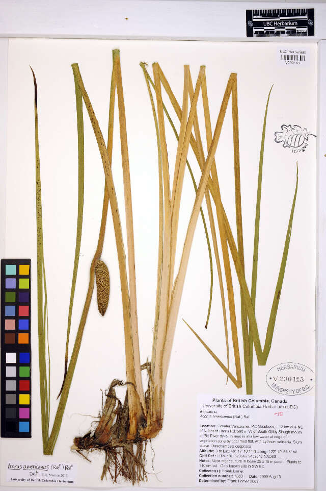 Acorus calamus (rights holder: UBC Herbarium. Year: 2013.)