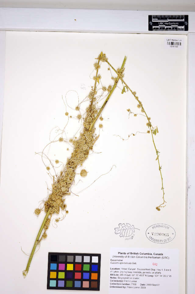 Image of alfalfa dodder