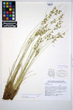 Juncus dudleyi Wiegand的圖片