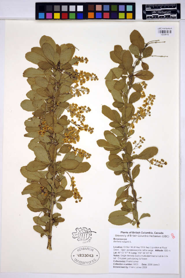 Image of barberry family